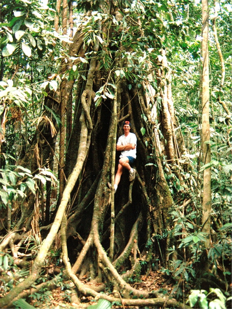 aus cairns daintree rainforest 02.jpg